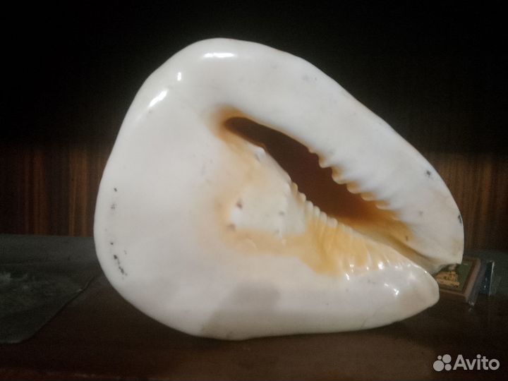 Морская раковина Средиземного моря