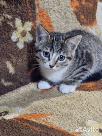 Котята