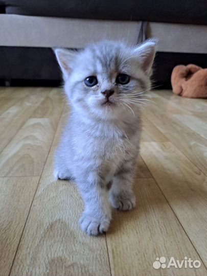 Британские котята