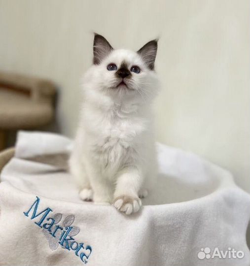 Котята священная бирма