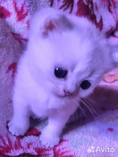 Котята - Британская серебристая шиншилла