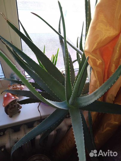 Комнатные цветы алоэ