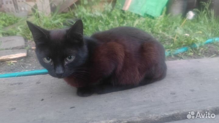 Кошка мурка