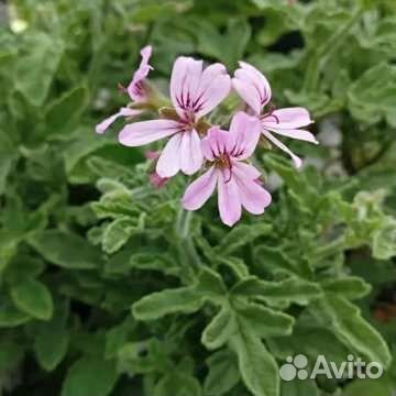 Пеларгонии ароматные, душистые