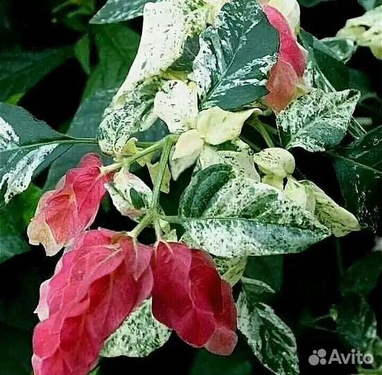 Белопероне вариегатное,Роуж