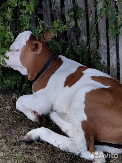 Бычки телята телки