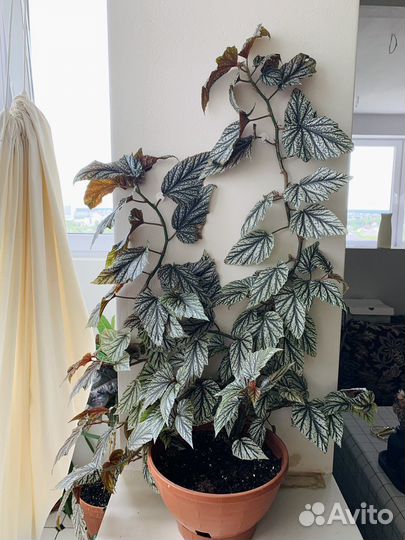 Бегония серебристо крапчатая 80см