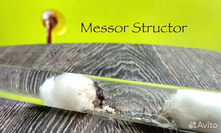Муравьи Messor Structor