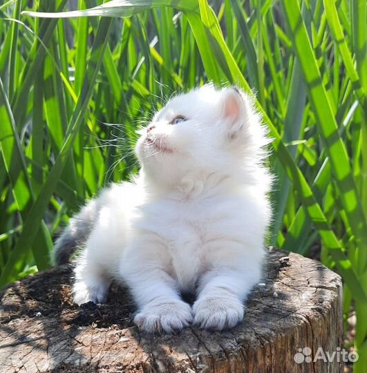 Пушистые девочки и мальчик