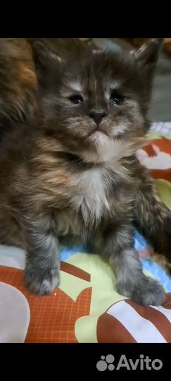 Котята мейн-кун