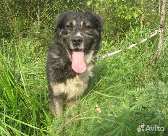 Тотоша: красота, доброта, сила, мудрость