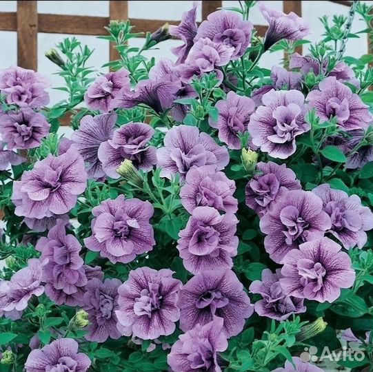 Вегетативные петунии, петхоа, колибрахоа