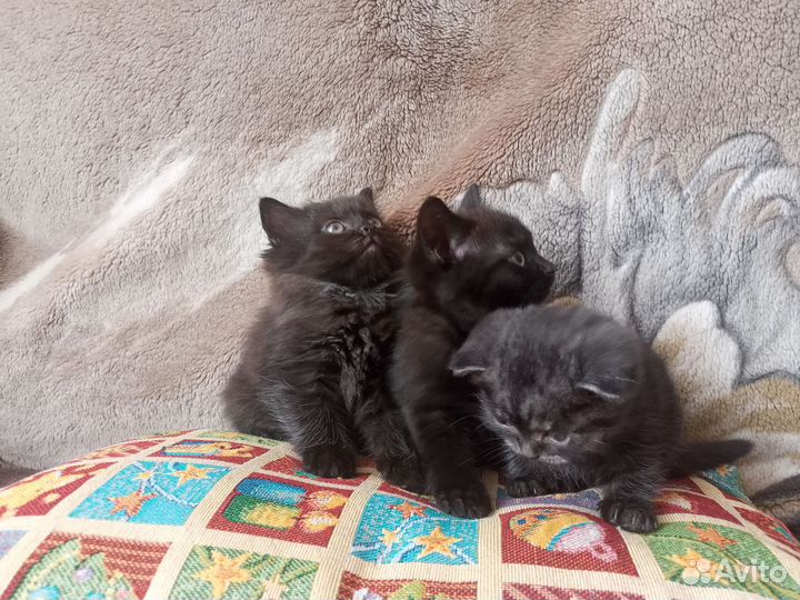 Котята шотландцы