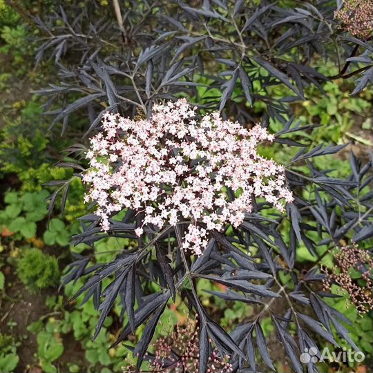 Бузина чёрная Блэк Лэйс