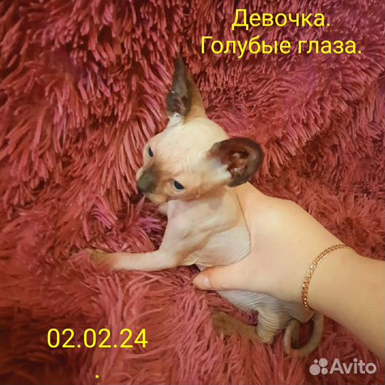 Канадский сфинкс котенок