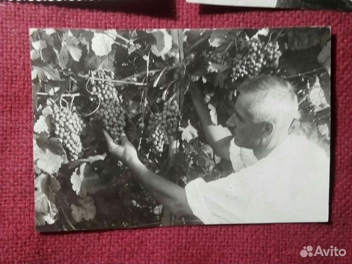 Фото «Вино-Виноград» 3штуки 1920-30 г СССР