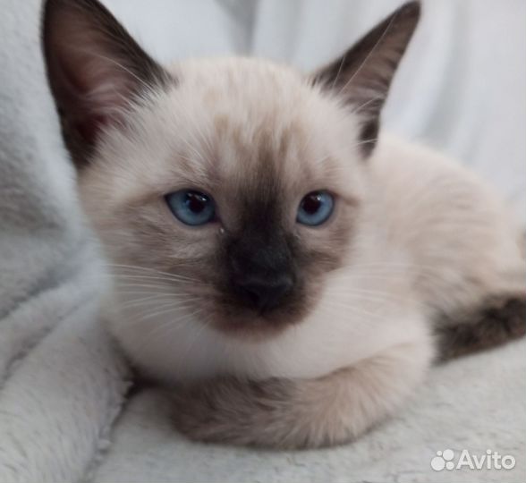 Тайские котята