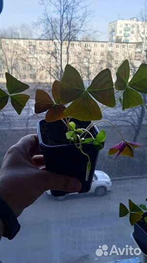 Кислица оксалис