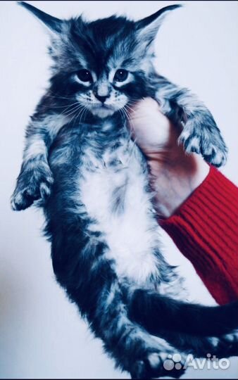 Полидакты и классики котята и вязка