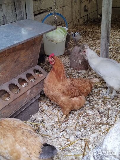 Куры несушки легорн