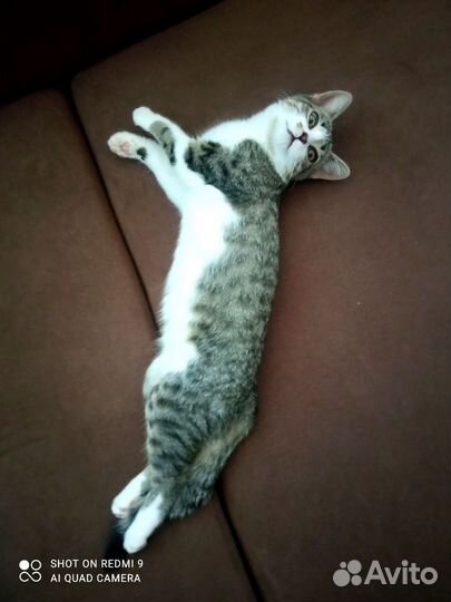 Отдам котенка