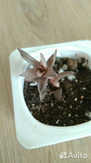 Суккулент Хавортия разные