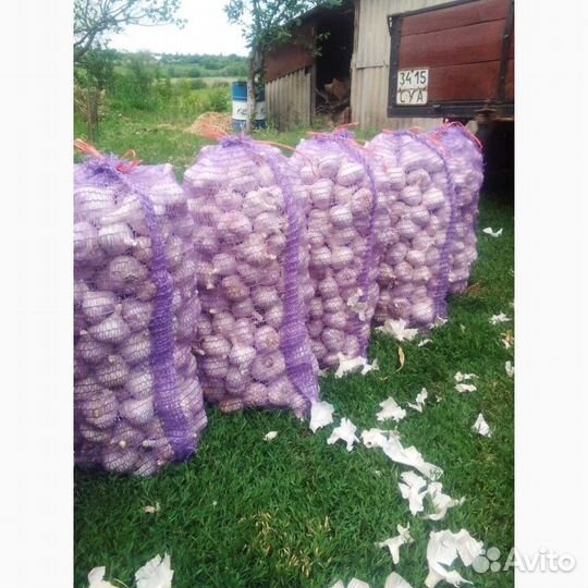 Чеснок лучшие сорта озимого и ярового чеснока