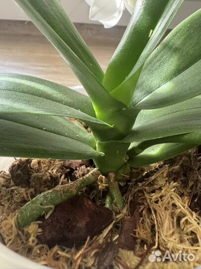 Орхидея фаленопсис