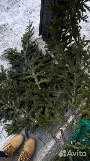 Лапник пихтовый