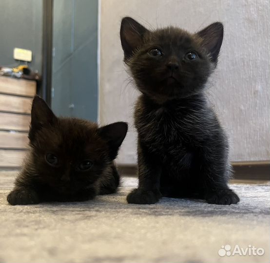 Британская котята