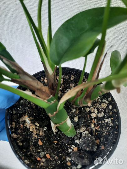 Монстера рафидофора