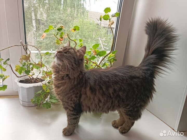 Кошечка в дар
