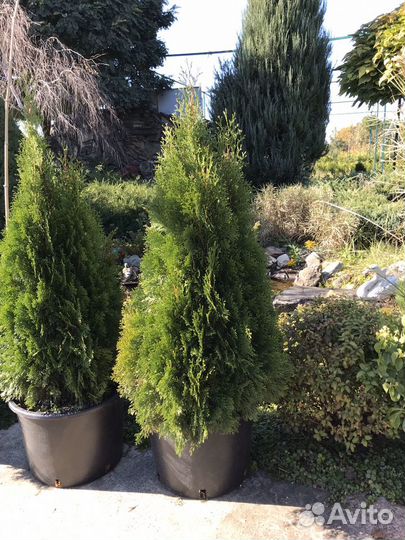 Смарагд туя