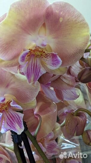 Орхидеи фаленопсис, сортовые орхидеи