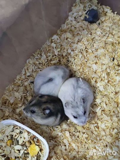 Джунгарский хомяк бесплатно плюс купон