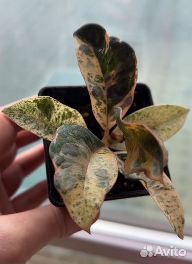 Фикус шривериана