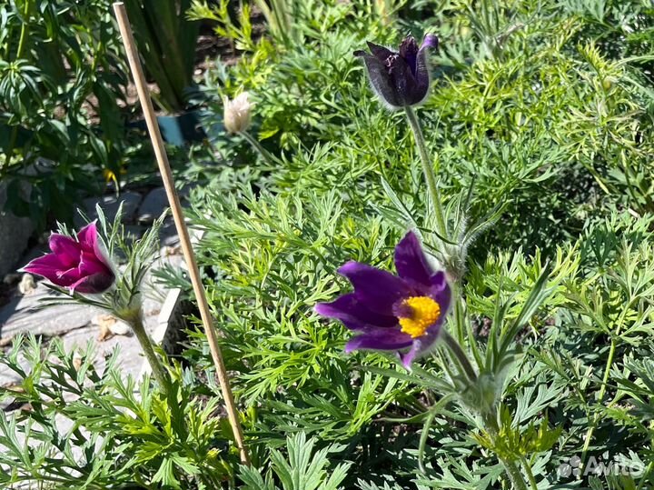 Прострел сон-трава