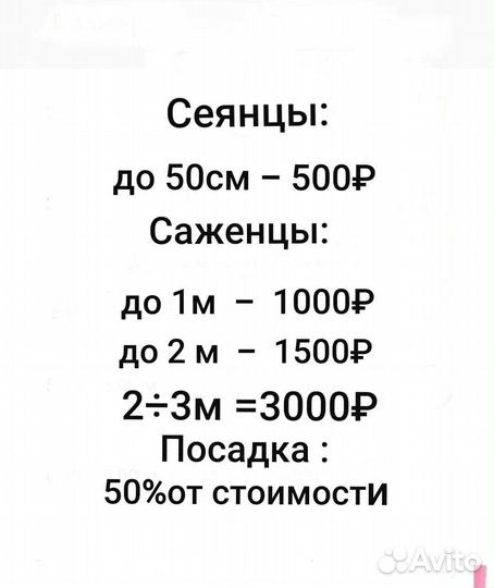 Клен,дуб,береза,акация,маньчжурский и лесной орех