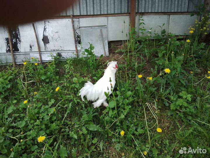 Петух турецкой султанки