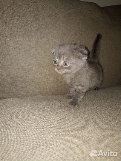 Британские котята