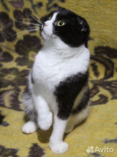 Кошечка в добрые руки