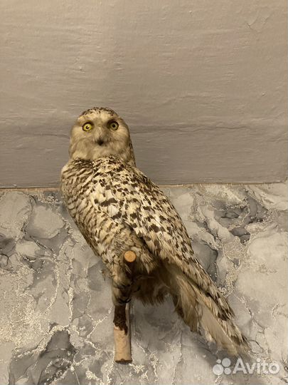 Чучело совы Чучело птиц