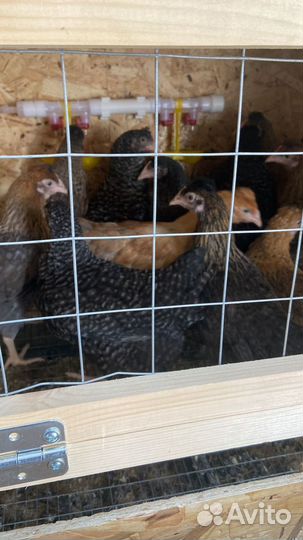 Куры несушки хайсекс и ломан braun