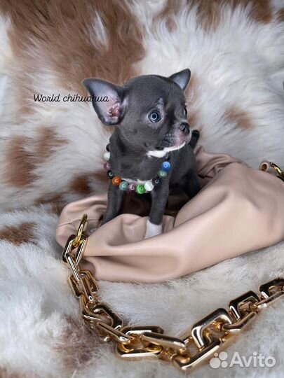 Эксклюзив Micro Принцесса