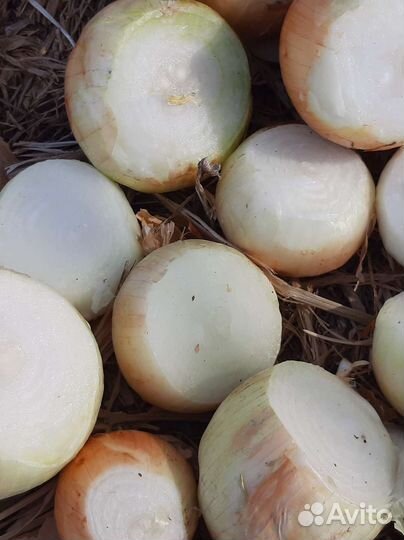 Лук на перо