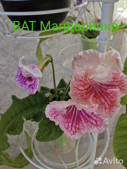 Стрептокарпусы