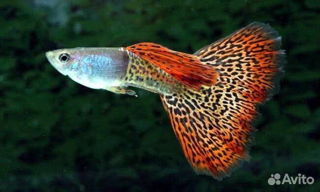 Аквариумные рыбки гуппи