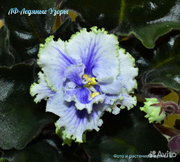 Детки сортовых фиалок