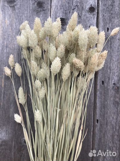 Вейник, фалярис