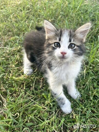 Котята в добрые руки даром